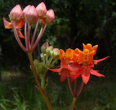 {Asclepias lanceolata}